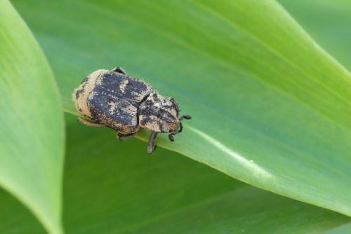 Valgus hemipterus